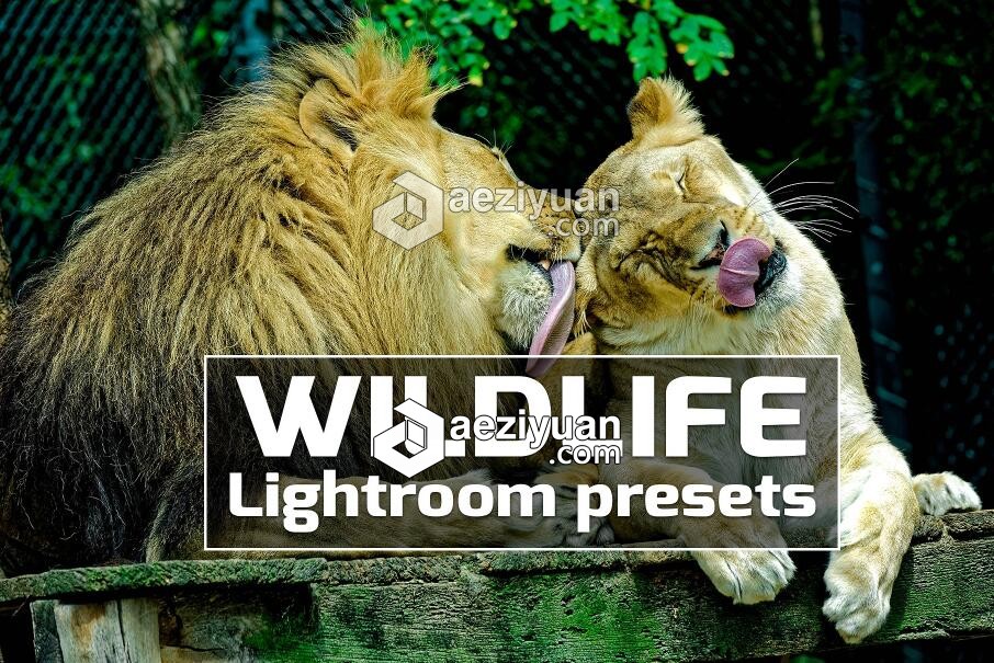 野生动物摄影后期Lightroom预设 Wildlife Lightroom Presets野生动物,野生动物摄影,摄影后期,后期,lightroom - AE资源网 www.aeziyuan.com