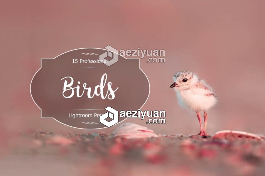 自然飞禽摄影Lightroom预设 Birds Lr Presets自然,摄影,lightroom,预设 - AE资源网 www.aeziyuan.com