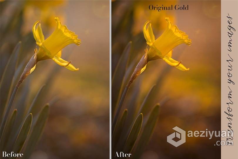 26个秋季微距风光金色调Lightroom预设 Golden Lightroom Presets秋季,风光,色调,lightroom,预设 - AE资源网 www.aeziyuan.com