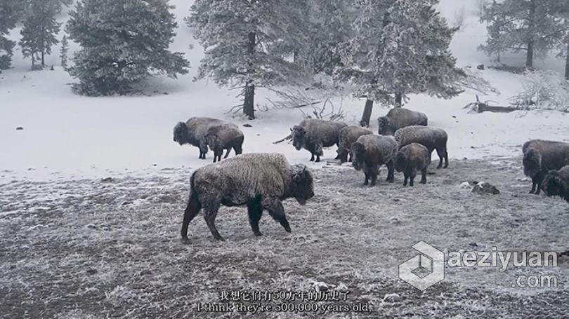 摄影大师大卫·雅罗(David Yarrow)野生动物纪实黑白摄影教程-中英字幕 - AE资源网 www.aeziyuan.com