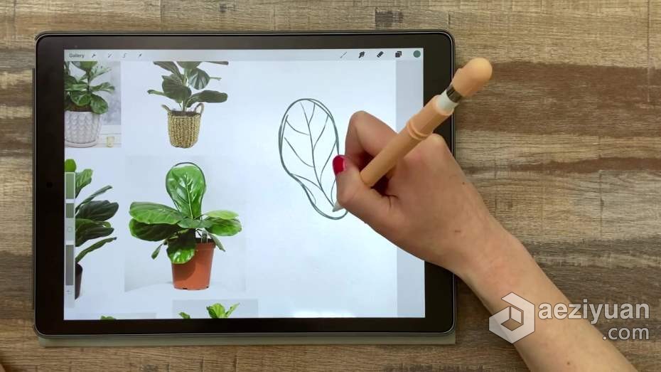 绘画教程 Procreate再iPad中创建平面自然植物插图教程绘画教程,ipad,平面,自然,植物 - AE资源网 www.aeziyuan.com