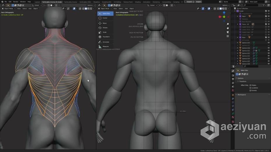 Blender教程 Blender男性人体解剖形态全身造型雕刻技术教程blender,教程,男性,人体解剖,解剖 - AE资源网 www.aeziyuan.com