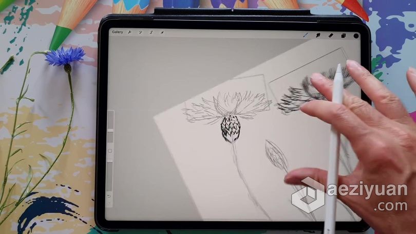 绘画教程 Procreate绘制可爱矢车菊素描涂鸦插画数字绘画视频教程 - AE资源网 www.aeziyuan.com