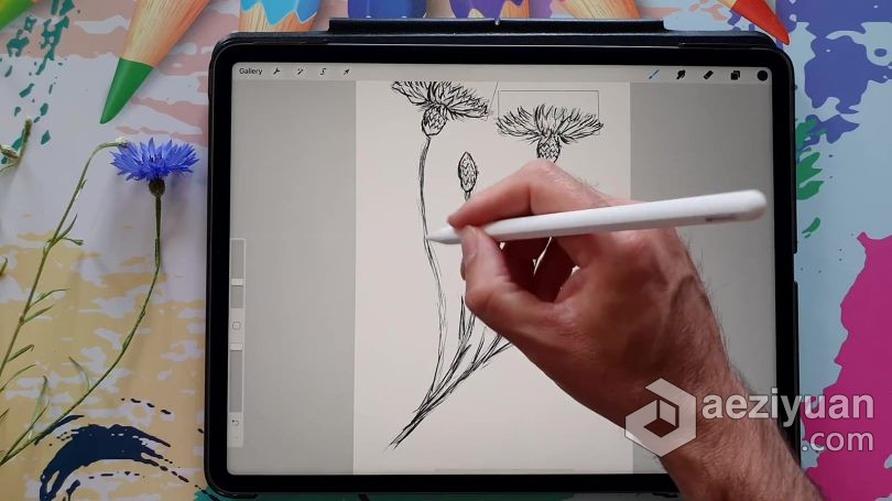 绘画教程 Procreate绘制可爱矢车菊素描涂鸦插画数字绘画视频教程 - AE资源网 www.aeziyuan.com