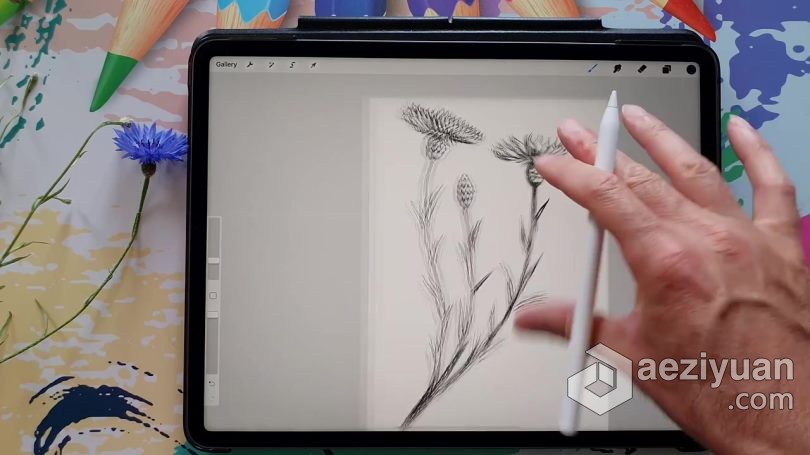 绘画教程 Procreate绘制可爱矢车菊素描涂鸦插画数字绘画视频教程 - AE资源网 www.aeziyuan.com