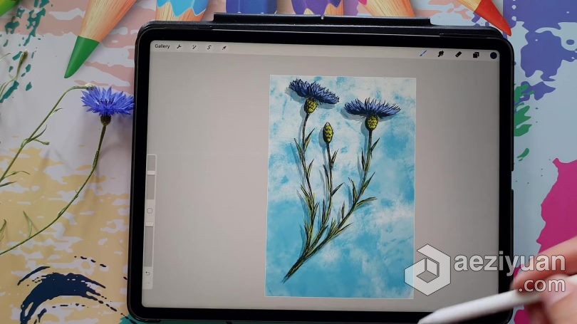绘画教程 Procreate绘制可爱矢车菊素描涂鸦插画数字绘画视频教程 - AE资源网 www.aeziyuan.com