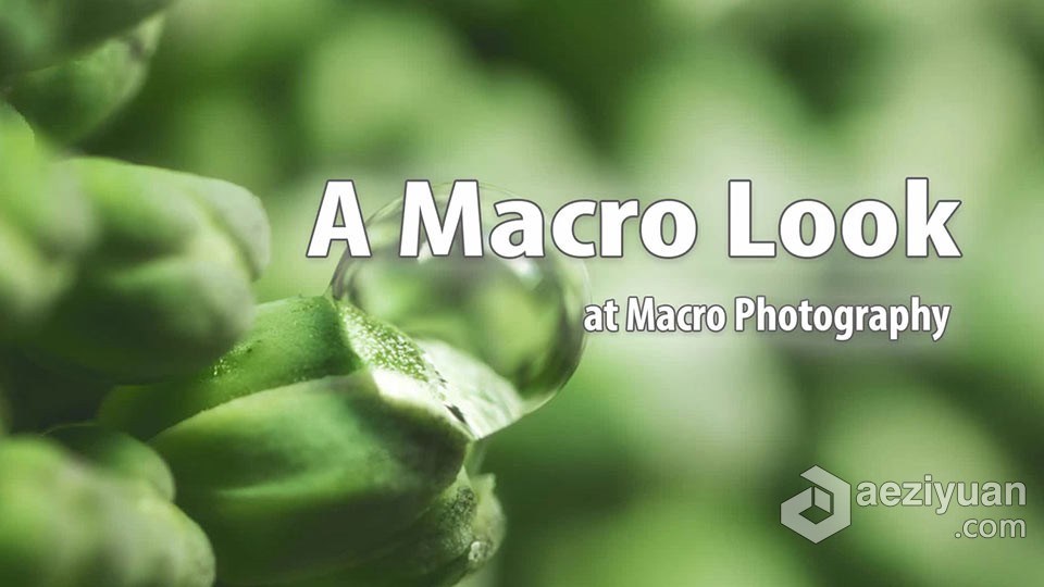 宏观摄影微距摄影-Blake Rudis - A Macro Look at Macro Photography中英字幕look,photography,中英字幕,字幕 - AE资源网 www.aeziyuan.com