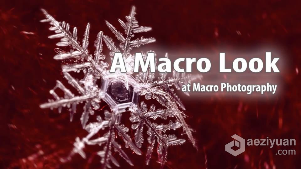 宏观摄影微距摄影-Blake Rudis - A Macro Look at Macro Photography中英字幕look,photography,中英字幕,字幕 - AE资源网 www.aeziyuan.com