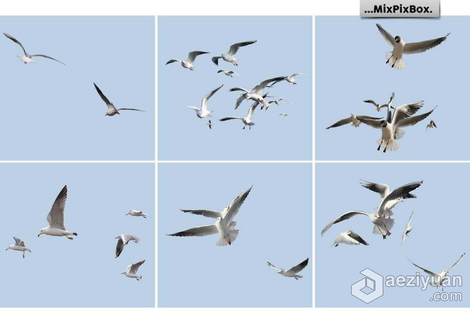 31张飞翔的海鸥海鸟PS设计合成PNG图片素材 Seagulls Overlays飞翔的海鸥,海鸟,合成,seagull - AE资源网 www.aeziyuan.com