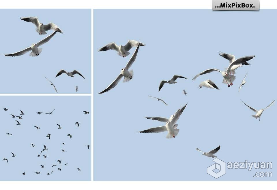 31张飞翔的海鸥海鸟PS设计合成PNG图片素材 Seagulls Overlays飞翔的海鸥,海鸟,合成,seagull - AE资源网 www.aeziyuan.com