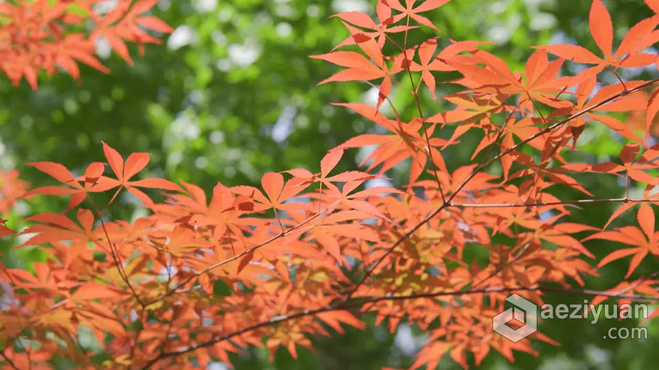 实拍视频素材-实拍夏天阳光下的枫树植物树叶特写视频素材实拍,视频素材,阳光下,枫树,植物 - AE资源网 www.aeziyuan.com