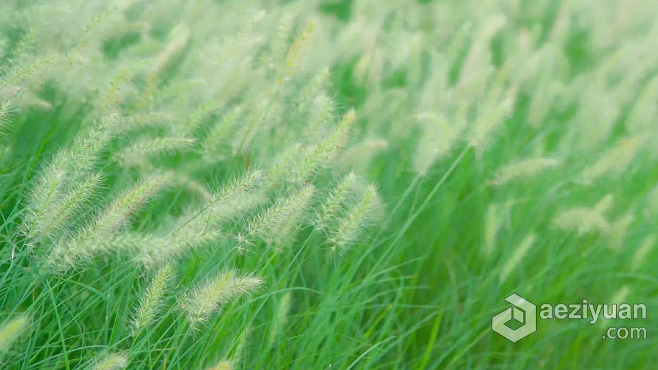 实拍视频素材-实拍唯美小清新随风飘动自然狗尾草视频素材实拍,视频素材,唯美,自然,狗尾草 - AE资源网 www.aeziyuan.com