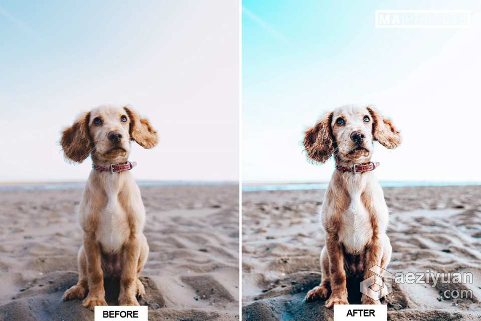 宠物狗摄影后期调色LR预设 10 DOG – Mobile &amp; Desktop Lightroom Presets宠物狗,摄影后期,后期调色,预设,mobile - AE资源网 www.aeziyuan.com