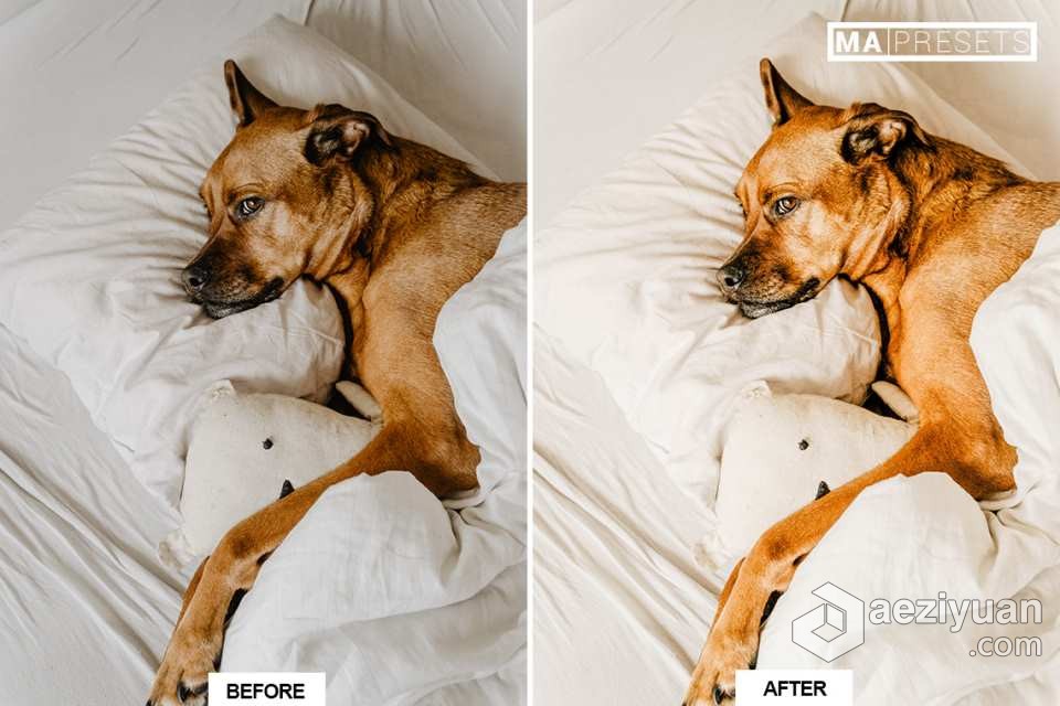 宠物狗摄影后期调色LR预设 10 DOG – Mobile &amp; Desktop Lightroom Presets宠物狗,摄影后期,后期调色,预设,mobile - AE资源网 www.aeziyuan.com