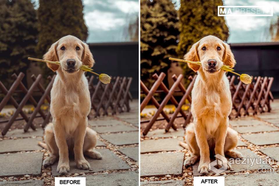 宠物狗摄影后期调色LR预设 10 DOG – Mobile &amp; Desktop Lightroom Presets宠物狗,摄影后期,后期调色,预设,mobile - AE资源网 www.aeziyuan.com