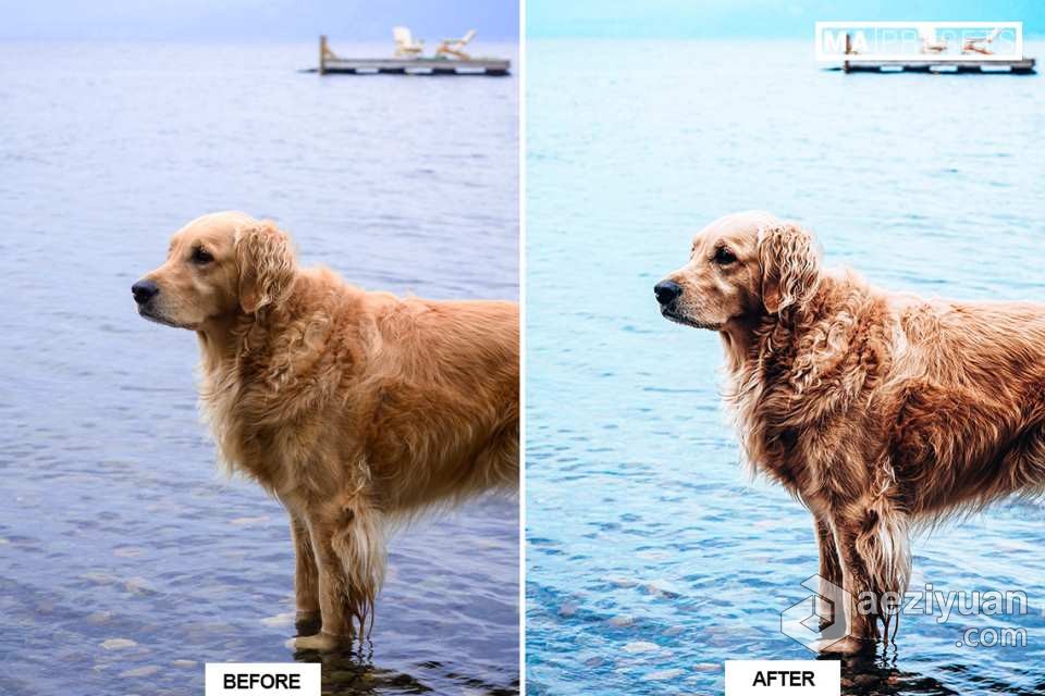 宠物狗摄影后期调色LR预设 10 DOG – Mobile &amp; Desktop Lightroom Presets宠物狗,摄影后期,后期调色,预设,mobile - AE资源网 www.aeziyuan.com