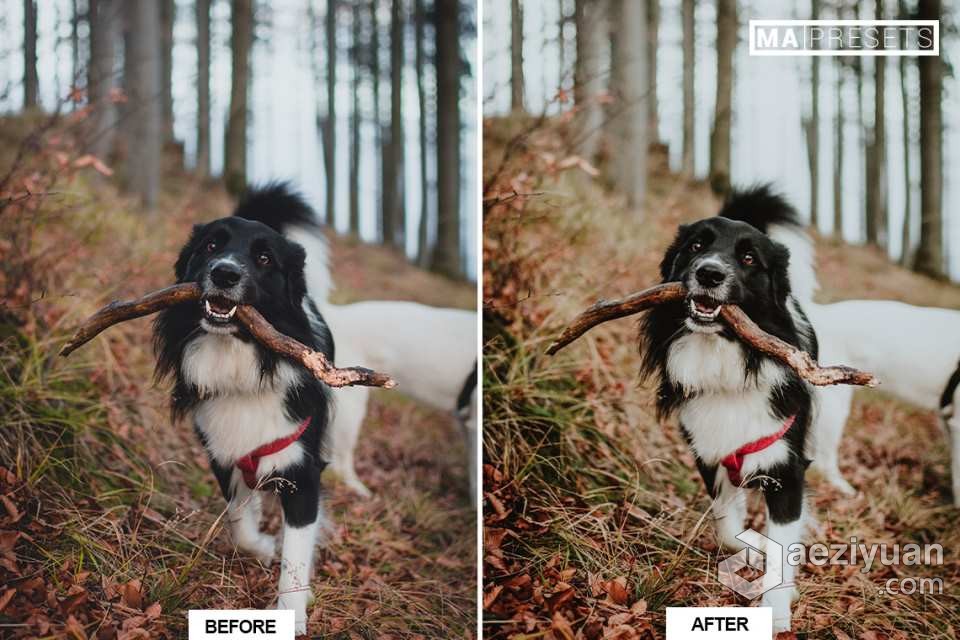 宠物狗摄影后期调色LR预设 10 DOG – Mobile &amp; Desktop Lightroom Presets宠物狗,摄影后期,后期调色,预设,mobile - AE资源网 www.aeziyuan.com