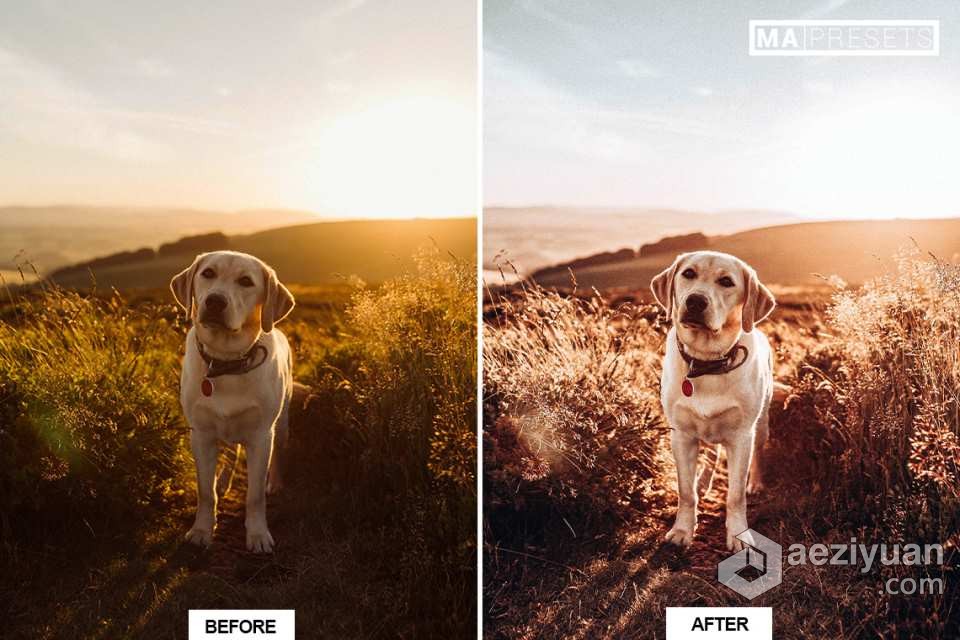 宠物狗摄影后期调色LR预设 10 DOG – Mobile &amp; Desktop Lightroom Presets宠物狗,摄影后期,后期调色,预设,mobile - AE资源网 www.aeziyuan.com