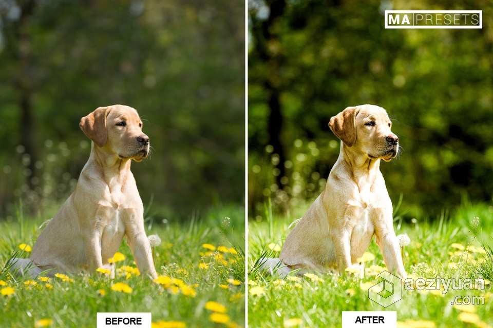 宠物狗摄影后期调色LR预设 10 DOG – Mobile &amp; Desktop Lightroom Presets宠物狗,摄影后期,后期调色,预设,mobile - AE资源网 www.aeziyuan.com