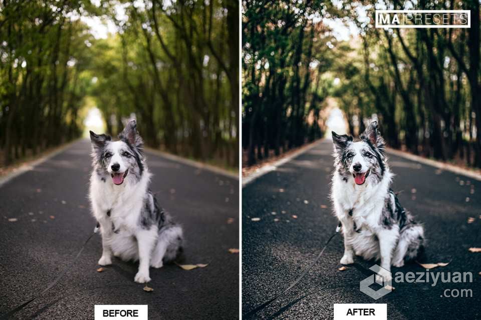 宠物狗摄影后期调色LR预设 10 DOG – Mobile &amp; Desktop Lightroom Presets宠物狗,摄影后期,后期调色,预设,mobile - AE资源网 www.aeziyuan.com