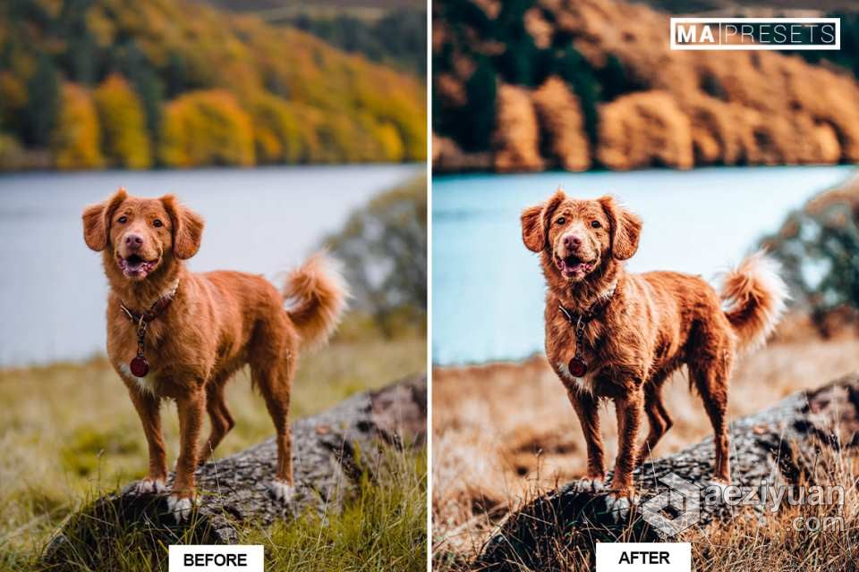 宠物狗摄影后期调色LR预设 10 DOG – Mobile &amp; Desktop Lightroom Presets宠物狗,摄影后期,后期调色,预设,mobile - AE资源网 www.aeziyuan.com