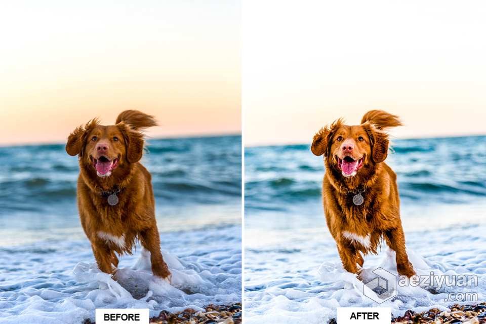 宠物狗摄影后期调色LR预设 10 DOG – Mobile &amp; Desktop Lightroom Presets宠物狗,摄影后期,后期调色,预设,mobile - AE资源网 www.aeziyuan.com