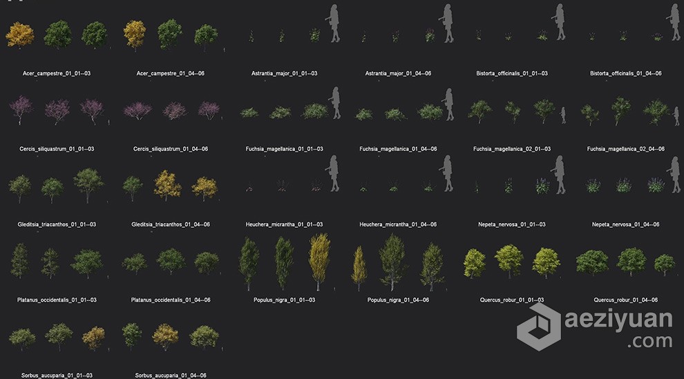 槭树绿篱枫紫薇矾根紫荆花等植物3D模型合集 - AE资源网 www.aeziyuan.com