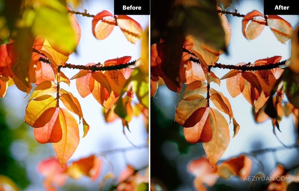 秋季风光摄影后期Lightroom预设 6 Autumn Leaves Lighreoom and Photoshop Presets摄影后期,后期,lightroom,预设,autumn - AE资源网 www.aeziyuan.com