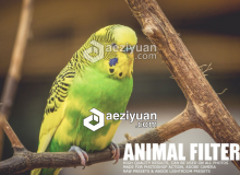 宠物动物摄影后期Lightroom预设 17 Animal Lightroom Presets