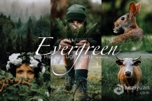 5组常青绿色系 Lightroom 预设 Evergreen Lightroom Presets