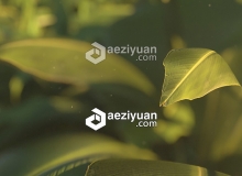 植物树叶C4D Octane渲染合成教程 Texturing and Rendering a Plant Scene Tutorial