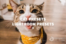 猫咪宠物摄影调色LR预设 CAT – Mobile & Desktop Lightroom Presets